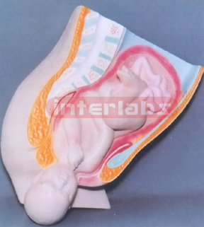 HUMAN MATERNITY BIRTH PROCESS MODEL (B TYPE)